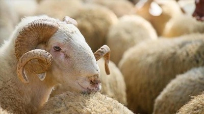 Kurban Bayramı deri sekt&ouml;r&uuml;ne ivme kazandıracak