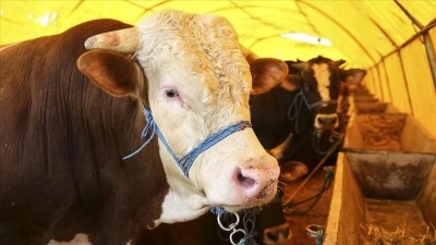 Kurban Bayramı &ouml;ncesi İstanbul&rsquo;da arz sıkıntısı yok: Denetimler 7/24 s&uuml;recek